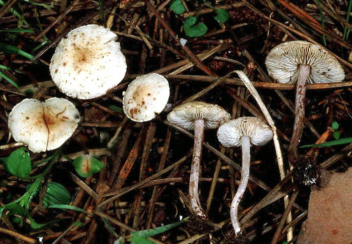 Pluteus? Aiutatemi a venirne fuori.